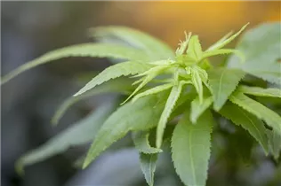 Acer palmatum 'Mikawa Yatsubusa' - Fächerahorn 'Mikawa Yatsubusa' Acer palmatum 'Mikawa Yatsubusa' - Fächerahorn 'Mikawa Yatsubusa'