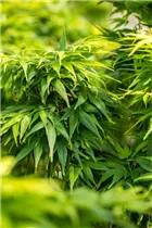 Acer palmatum 'Mikawa Yatsubusa' - Fächerahorn 'Mikawa Yatsubusa' Acer palmatum 'Mikawa Yatsubusa' - Fächerahorn 'Mikawa Yatsubusa'