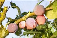 - Obst und Gemüse düngen: So bleiben die Erzeugnisse lecker!  - Obst und Gemüse düngen: So bleiben die Erzeugnisse lecker!