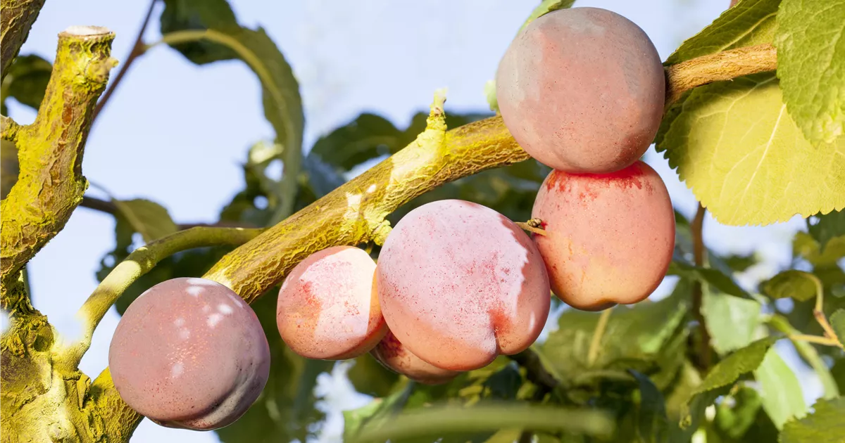  - Obst und Gemüse düngen: So bleiben die Erzeugnisse lecker!