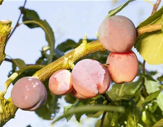 Obst und Gemüse düngen: So bleiben die Erzeugnisse lecker!