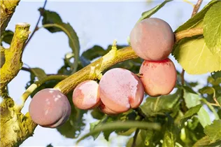  - Prunus 'Aprikyra'®