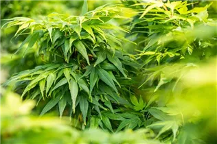 Acer palmatum 'Mikawa Yatsubusa' - Fächerahorn 'Mikawa Yatsubusa' Acer palmatum 'Mikawa Yatsubusa' - Fächerahorn 'Mikawa Yatsubusa'