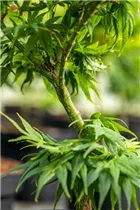 Acer palmatum 'Mikawa Yatsubusa' - Fächerahorn 'Mikawa Yatsubusa' Acer palmatum 'Mikawa Yatsubusa' - Fächerahorn 'Mikawa Yatsubusa'