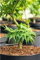 Acer palmatum 'Mikawa Yatsubusa' - Fächerahorn 'Mikawa Yatsubusa' Acer palmatum 'Mikawa Yatsubusa' - Fächerahorn 'Mikawa Yatsubusa'
