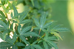 Acer palmatum 'Mikawa Yatsubusa' - Fächerahorn 'Mikawa Yatsubusa' Acer palmatum 'Mikawa Yatsubusa' - Fächerahorn 'Mikawa Yatsubusa'