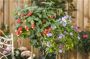 Abutilon megapotamicum - Rio-Grande-Abutilon Abutilon megapotamicum - Rio-Grande-Abutilon