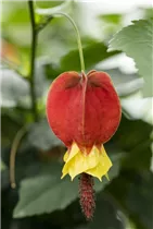 Abutilon megapotamicum - Rio-Grande-Abutilon Abutilon megapotamicum - Rio-Grande-Abutilon
