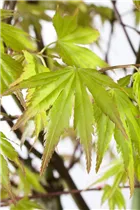 Acer palmatum 'Orange Dream' - Fächerahorn 'Orange Dream' Acer palmatum 'Orange Dream' - Fächerahorn 'Orange Dream'