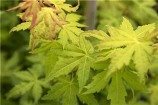 Acer palmatum 'Orange Dream' - Fächerahorn 'Orange Dream' Acer palmatum 'Orange Dream' - Fächerahorn 'Orange Dream'