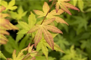 Acer palmatum 'Orange Dream' - Fächerahorn 'Orange Dream' Acer palmatum 'Orange Dream' - Fächerahorn 'Orange Dream'