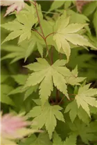 Acer palmatum 'Orange Dream' - Fächerahorn 'Orange Dream' Acer palmatum 'Orange Dream' - Fächerahorn 'Orange Dream'