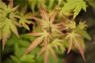 Acer palmatum 'Orange Dream' - Fächerahorn 'Orange Dream' Acer palmatum 'Orange Dream' - Fächerahorn 'Orange Dream'