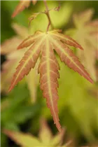 Acer palmatum 'Orange Dream' - Fächerahorn 'Orange Dream' Acer palmatum 'Orange Dream' - Fächerahorn 'Orange Dream'