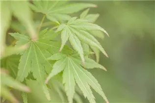 Acer palmatum 'Orange Dream' - Fächerahorn 'Orange Dream' Acer palmatum 'Orange Dream' - Fächerahorn 'Orange Dream'