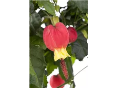 Abutilon megapotamicum 'Big Bell' - Schönmalve 'Big Bell' Abutilon megapotamicum 'Big Bell' - Schönmalve 'Big Bell'