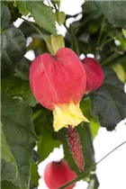 Abutilon megapotamicum 'Big Bell' - Schönmalve 'Big Bell' Abutilon megapotamicum 'Big Bell' - Schönmalve 'Big Bell'