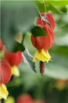 Abutilon megapotamicum 'Big Bell' - Schönmalve 'Big Bell' Abutilon megapotamicum 'Big Bell' - Schönmalve 'Big Bell'