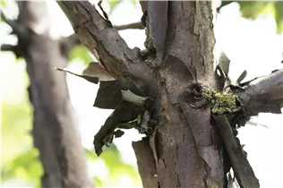 Acer griseum - Zimt-Ahorn Acer griseum - Zimt-Ahorn