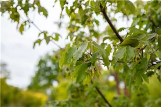 Acer griseum - Zimt-Ahorn Acer griseum - Zimt-Ahorn