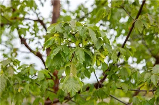 Acer griseum - Zimt-Ahorn Acer griseum - Zimt-Ahorn