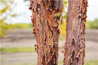 Acer griseum - Zimt-Ahorn Acer griseum - Zimt-Ahorn