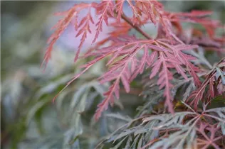 Acer palmatum 'Orangeola' - Fächerahorn 'Orangeola'