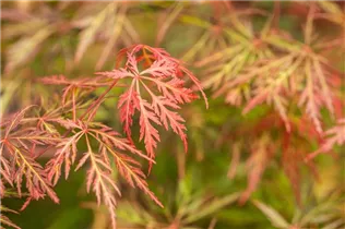 Acer palmatum 'Orangeola' - Fächerahorn 'Orangeola'