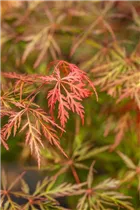 Acer palmatum 'Orangeola' - Fächerahorn 'Orangeola'
