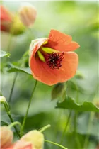 Abutilon megapotamicum 'Red Trumpet' - Schönmalve 'Red Trumpet' Abutilon megapotamicum 'Red Trumpet' - Schönmalve 'Red Trumpet'