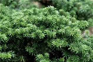 Abies koreana 'Cis' - Veredelte Koreatanne 'Cis'