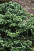 Abies koreana 'Cis' - Veredelte Koreatanne 'Cis'