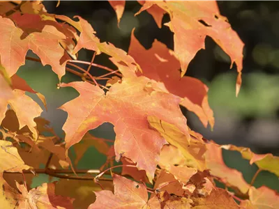 Acer x orientalia® - Ahorn Acer x orientalia® - Ahorn