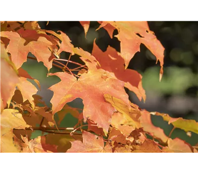 Acer x orientalia® - Ahorn Acer x orientalia® - Ahorn