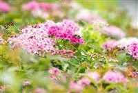 - Das sind die schönsten und buntesten Gartenblumen im Sommer  - Das sind die schönsten und buntesten Gartenblumen im Sommer
