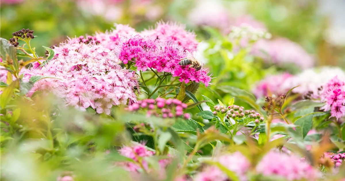  - Das sind die schönsten und buntesten Gartenblumen im Sommer