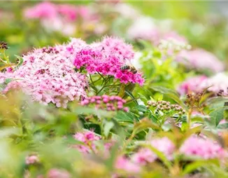 Das sind die schönsten und buntesten Gartenblumen im Sommer