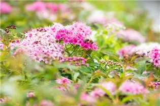  - Spiraea japonica 'Little Princess'