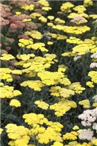 Achillea clypeolata 'Moonshine' - Garten-Goldquirl-Garbe 'Moonshine' Achillea clypeolata 'Moonshine' - Garten-Goldquirl-Garbe 'Moonshine'
