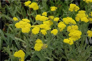 Achillea clypeolata 'Moonshine' - Garten-Goldquirl-Garbe 'Moonshine' Achillea clypeolata 'Moonshine' - Garten-Goldquirl-Garbe 'Moonshine'