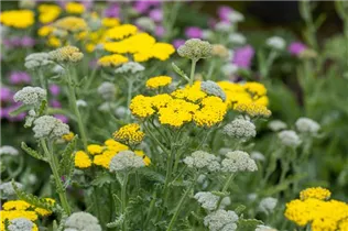 Achillea clypeolata 'Moonshine' - Garten-Goldquirl-Garbe 'Moonshine' Achillea clypeolata 'Moonshine' - Garten-Goldquirl-Garbe 'Moonshine'
