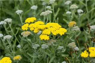 Achillea clypeolata 'Moonshine' - Garten-Goldquirl-Garbe 'Moonshine' Achillea clypeolata 'Moonshine' - Garten-Goldquirl-Garbe 'Moonshine'