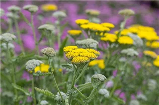 Achillea clypeolata 'Moonshine' - Garten-Goldquirl-Garbe 'Moonshine' Achillea clypeolata 'Moonshine' - Garten-Goldquirl-Garbe 'Moonshine'