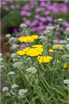 Achillea clypeolata 'Moonshine' - Garten-Goldquirl-Garbe 'Moonshine' Achillea clypeolata 'Moonshine' - Garten-Goldquirl-Garbe 'Moonshine'