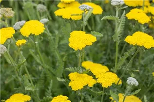 Achillea clypeolata 'Moonshine' - Garten-Goldquirl-Garbe 'Moonshine' Achillea clypeolata 'Moonshine' - Garten-Goldquirl-Garbe 'Moonshine'