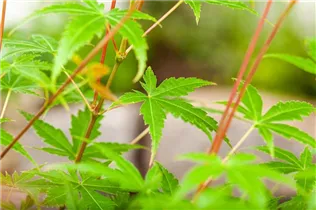 Acer palmatum 'Phoenix' - Fächerahorn 'Phoenix'