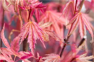 Acer palmatum 'Phoenix' - Fächerahorn 'Phoenix'