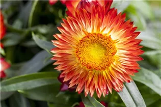 Helichrysum bracteatum - Garten-Strohblume Helichrysum bracteatum - Garten-Strohblume