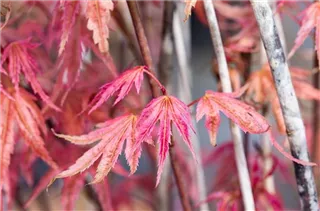 Acer palmatum 'Phoenix' - Fächerahorn 'Phoenix'