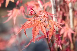 Acer palmatum 'Phoenix' - Fächerahorn 'Phoenix'